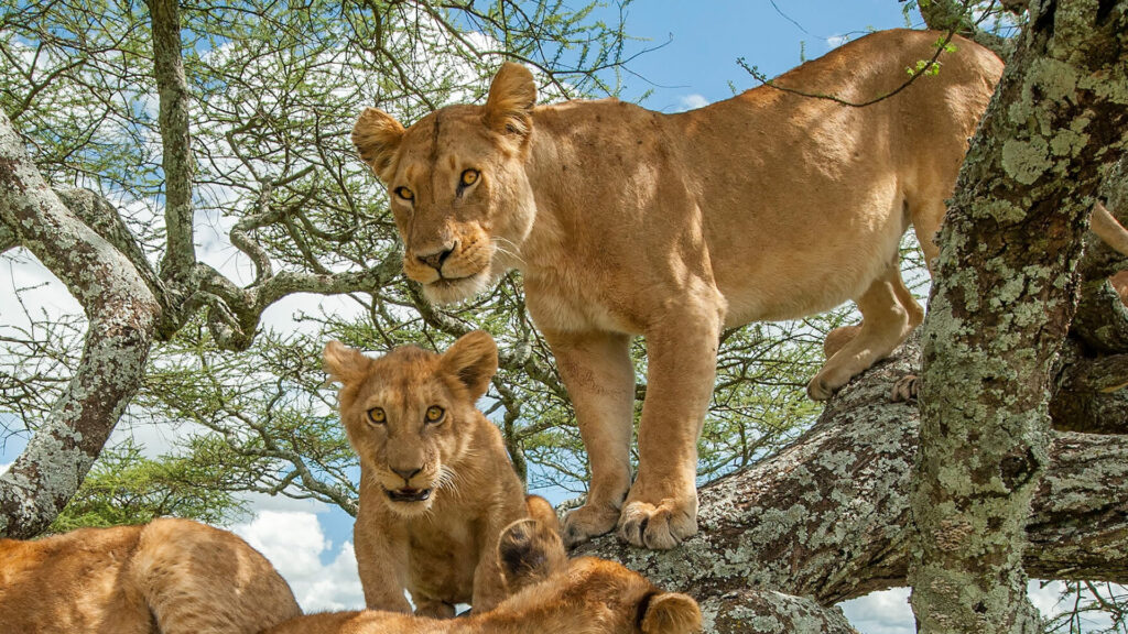 5-Day Luxury Tanzania Safari: Tarangire, Serengeti & Ngorongoro