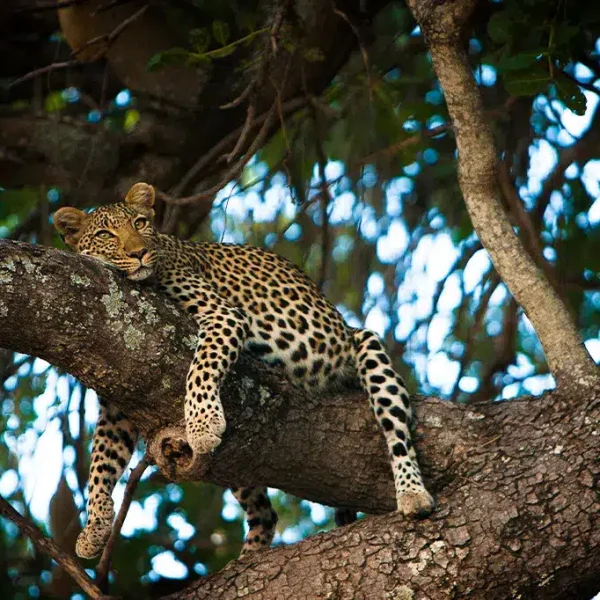 Leopard-Sleeping-Perch-Ruaha-National-Park-Tanzania.jpg