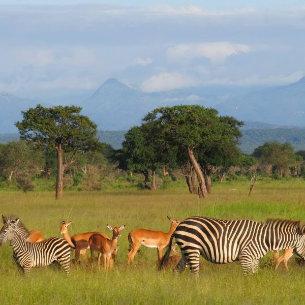 Mikumi_National_Park_Wildlife_110