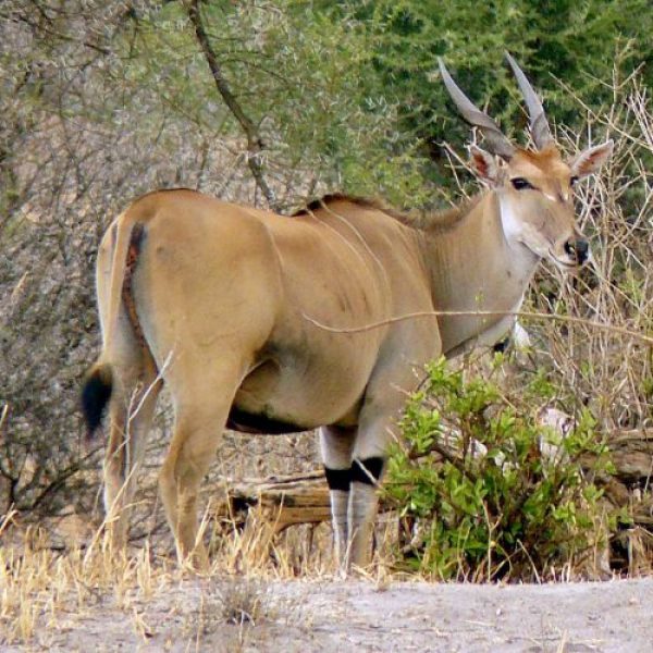 Mkomazi National Parko