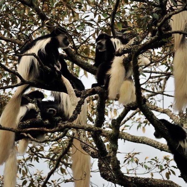 arusha-monkey