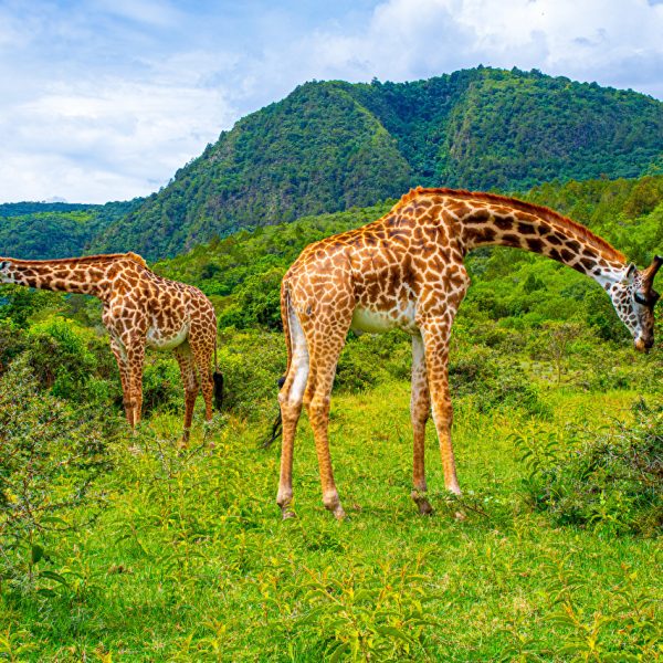 arusha-np
