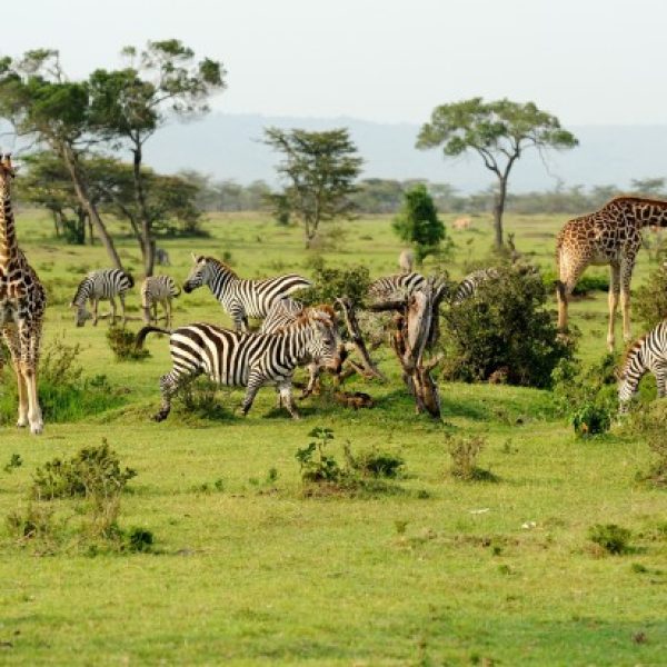 arusha-np3