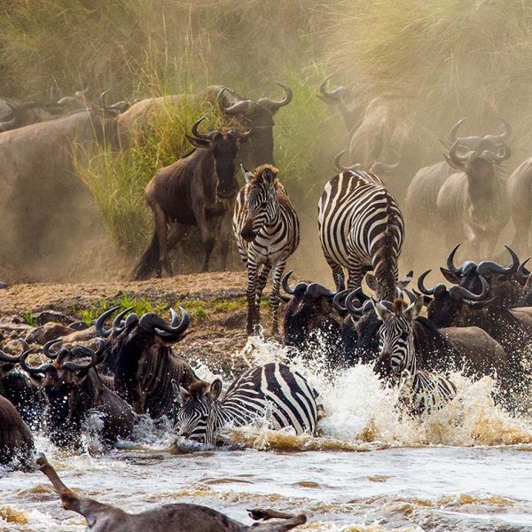 Great Migration Tanzania Safari