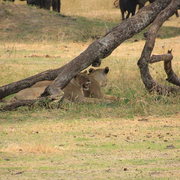 ngorongoro-1a-2