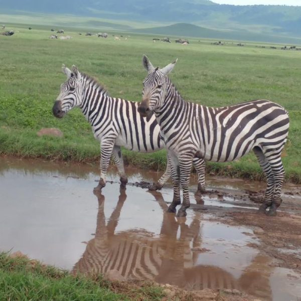 ngorongoro